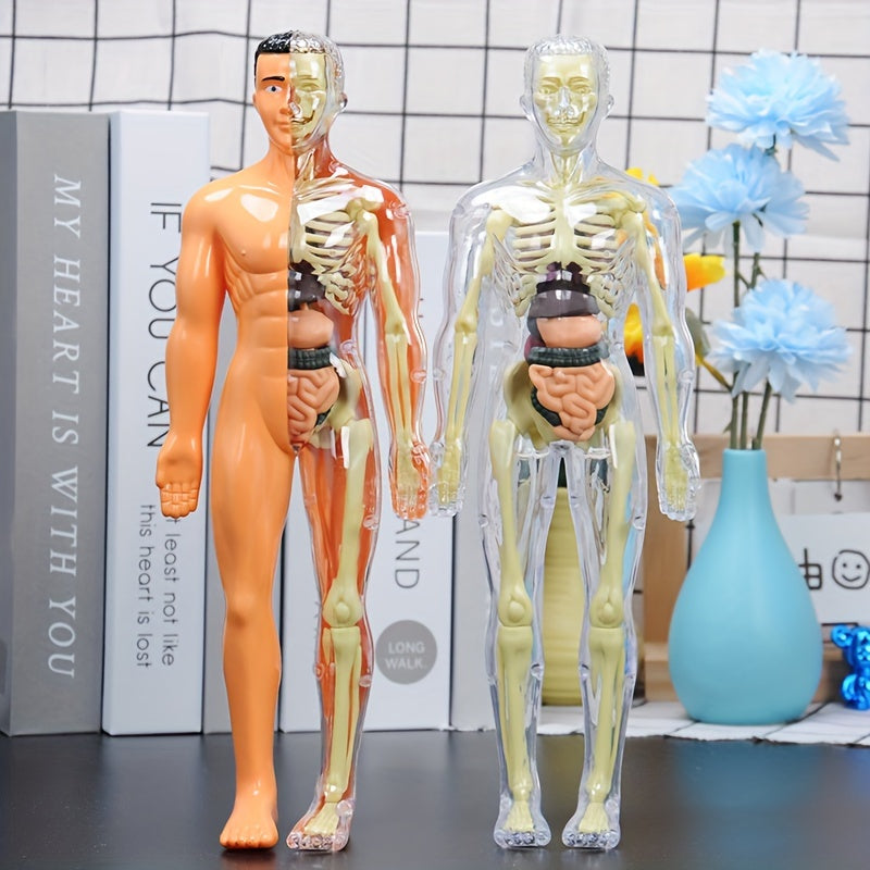 Children's 30-piece human anatomy model set with removable skeleton and torso. Educational STEM toy for kids and teens. Plastic anatomy kit is 27.94cm tall.