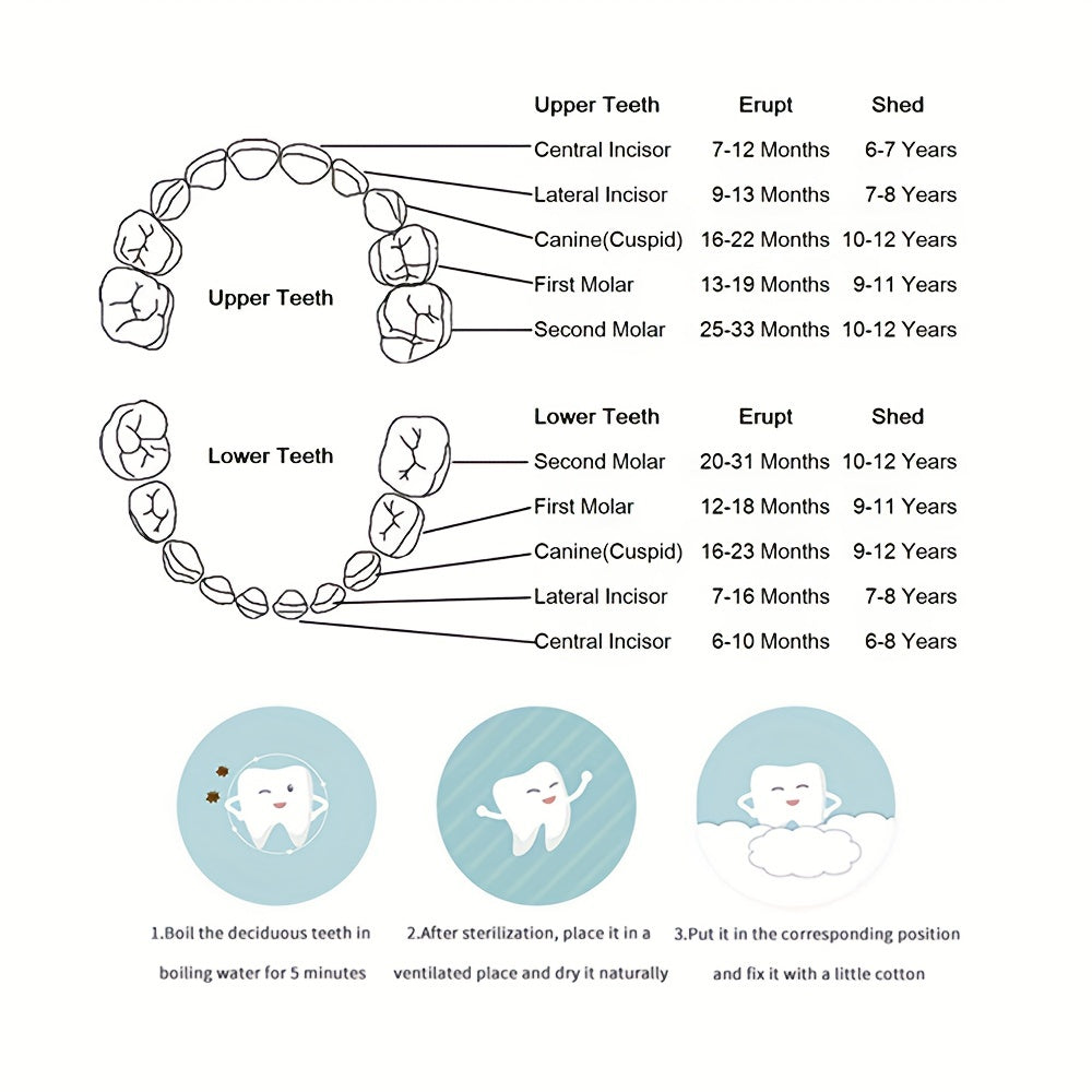 Organizer for young ones' lost teeth and hair, a perfect gift made from handcrafted beechwood - Tooth Fairy Box