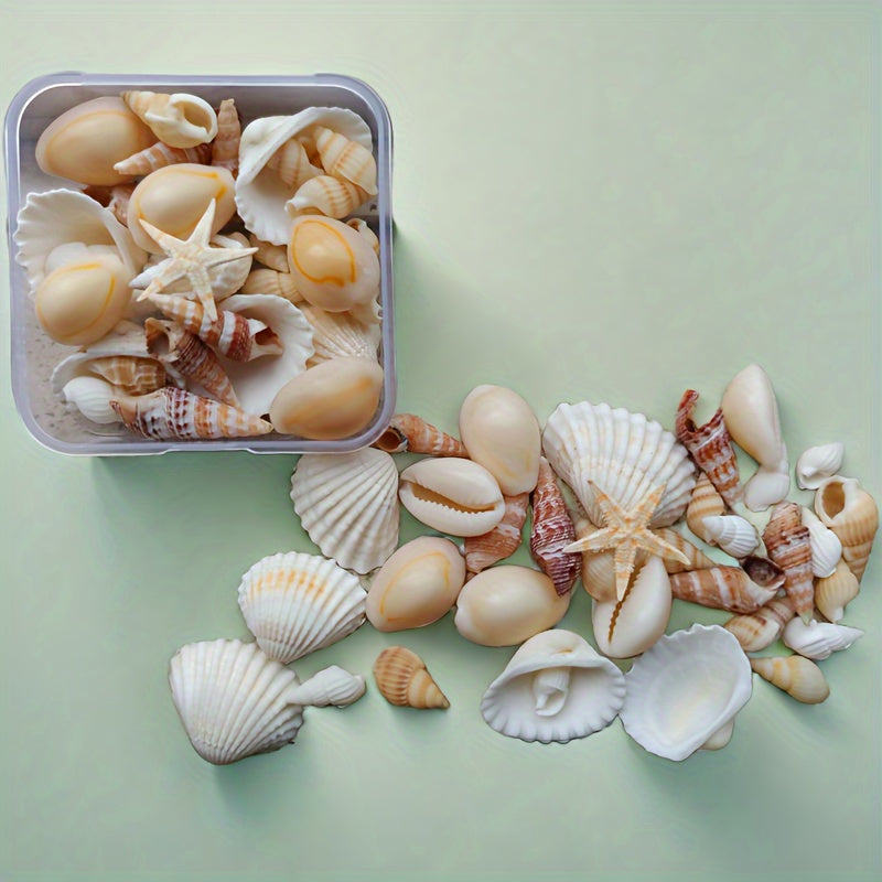 Seashell and conch mix for aquarium decor, DIY fish tank ornaments, and crafts.