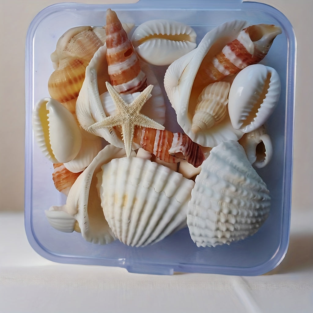 Seashell and conch mix for aquarium decor, DIY fish tank ornaments, and crafts.