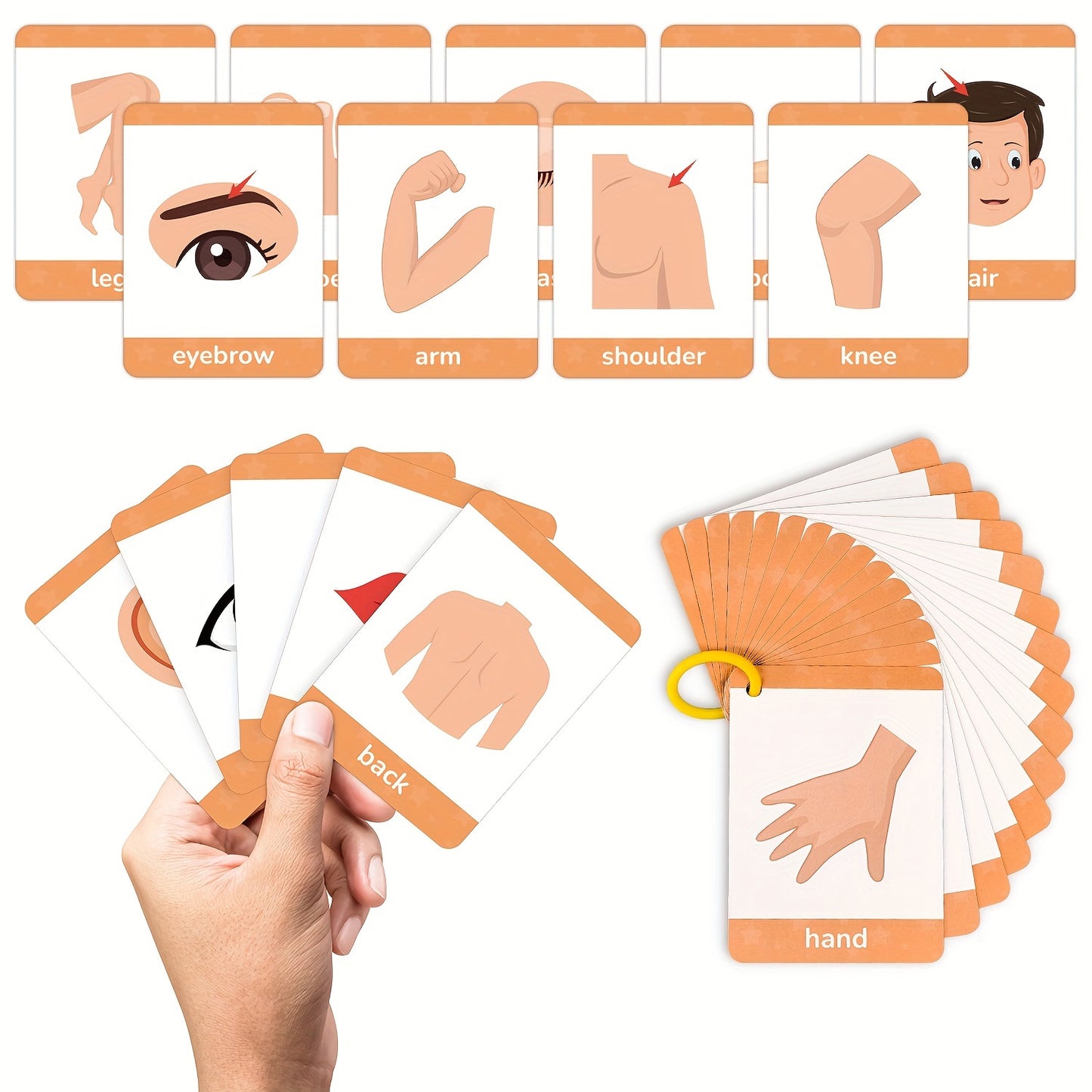 15 double-sided educational cards for recognizing 30 common body parts. Interactive learning toys for teachers and parents as basic teaching tools.