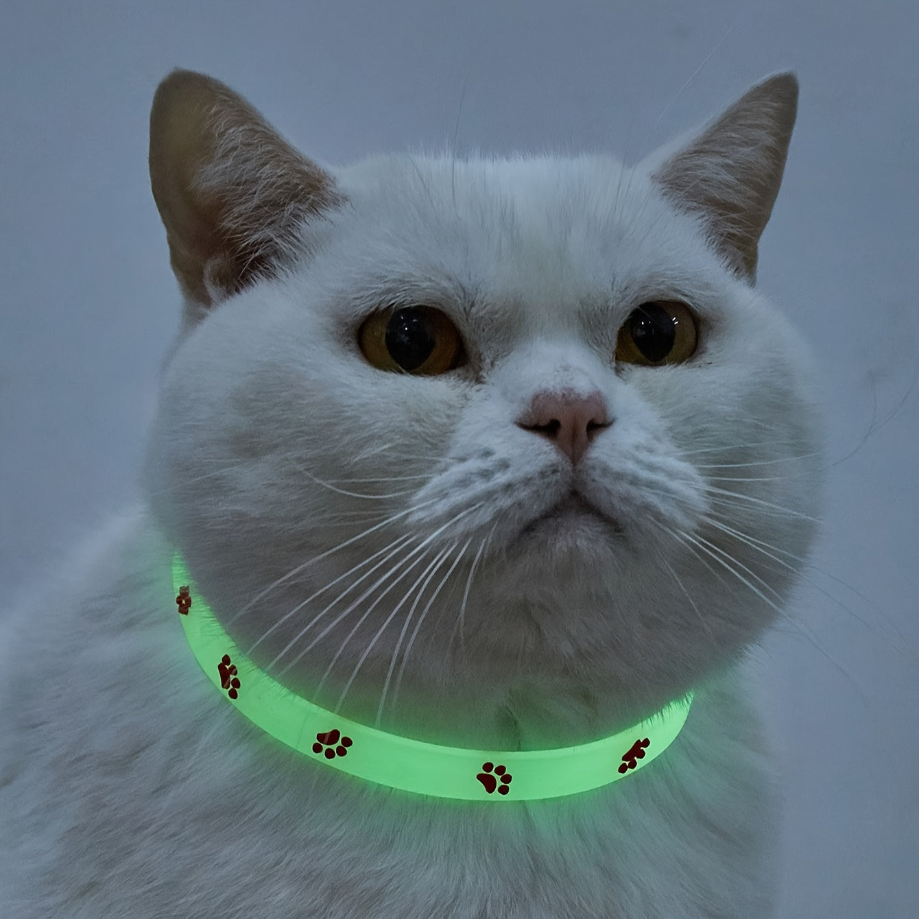 Adjustable glow-in-the-dark cat collar with colorful paw print for easy spotting at night.