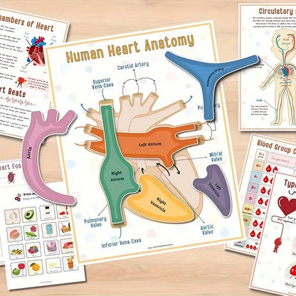 1pc Human Anatomy Busy Book - Interactive Organ Matching Activity, Educational Birthday Gift for All Ages, Quiet Travel Edition