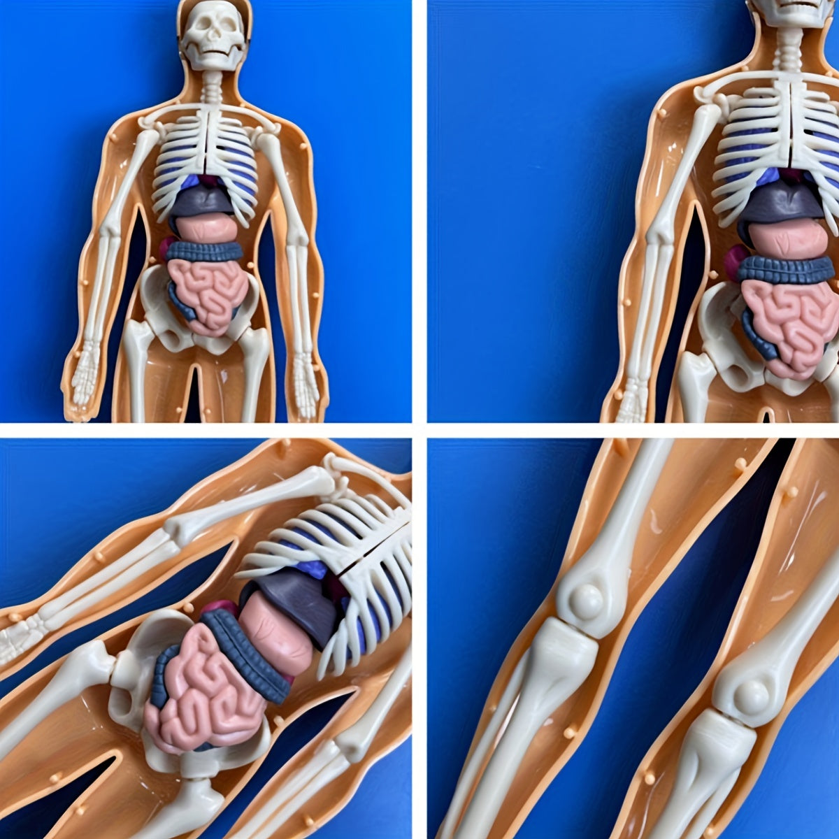 Educational human anatomy model kit with clear plastic skeleton and detachable organs. Includes English language instructions for science classroom use.