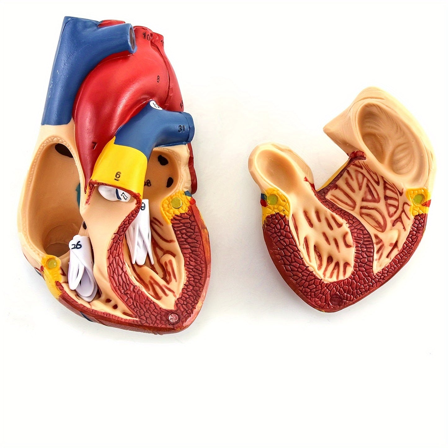 Anatomically accurate human heart model with 34 structures, real size.