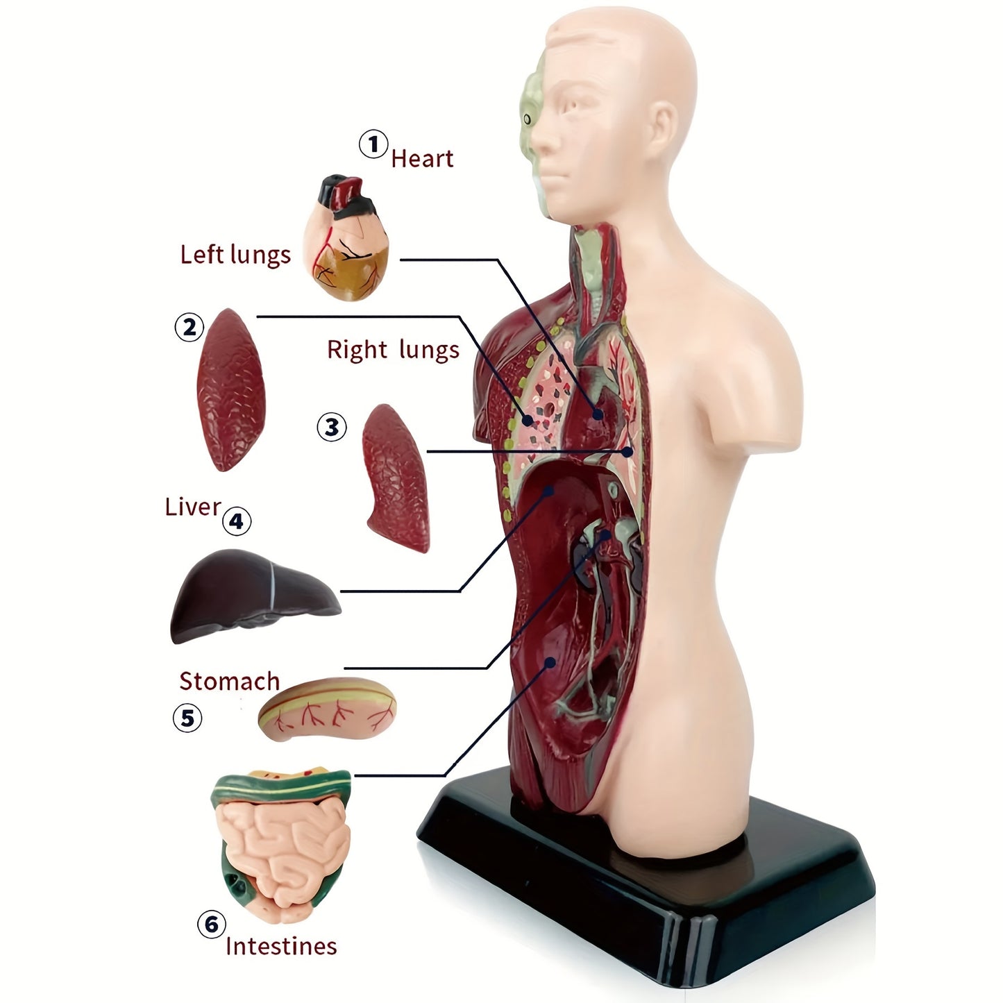 Skeleton model kit for STEM education and anatomy learning with organ assembly bone construction.