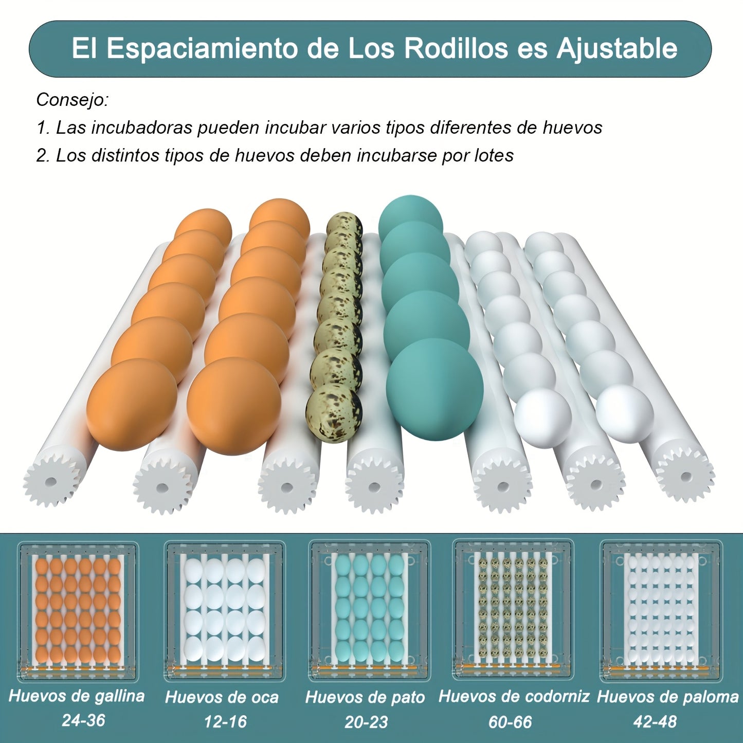 An intelligent automatic incubator can hatch 36 eggs simultaneously, with automatic water addition, temperature, and humidity control. It has one-button setting for incubation modes, smart