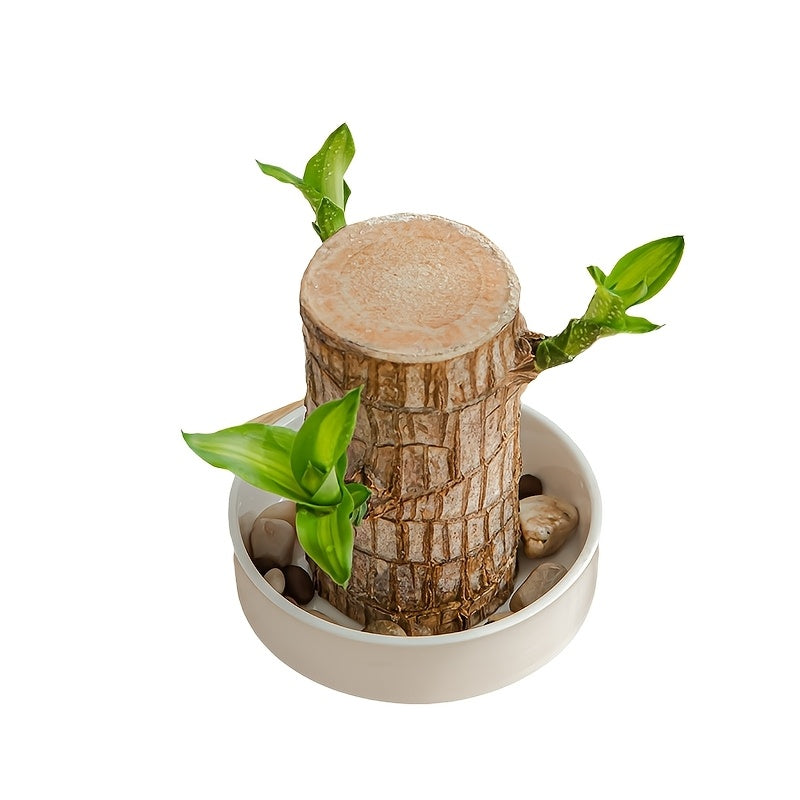 The Brazilian wood tray includes a mini white ceramic saucer for pots, which can be used for office desk decorations, as a base for flower pots, or as office decor. Plants are not included.