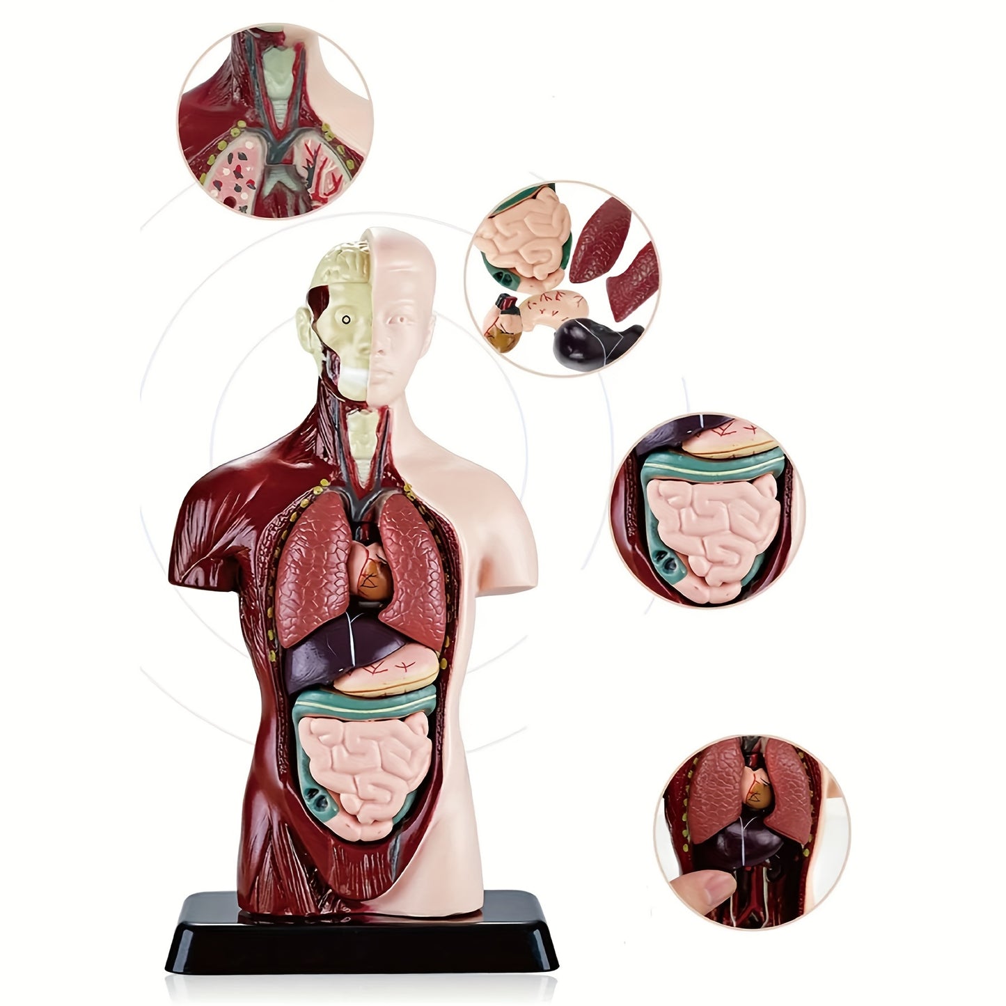 Skeleton model kit for STEM education and anatomy learning with organ assembly bone construction.