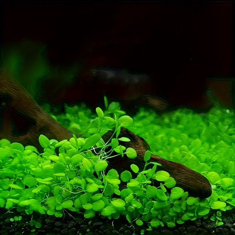 Ideal plant substrate for freshwater growth, 100g natural black water grass sand for aquarium landscape and tank bottom accessories.