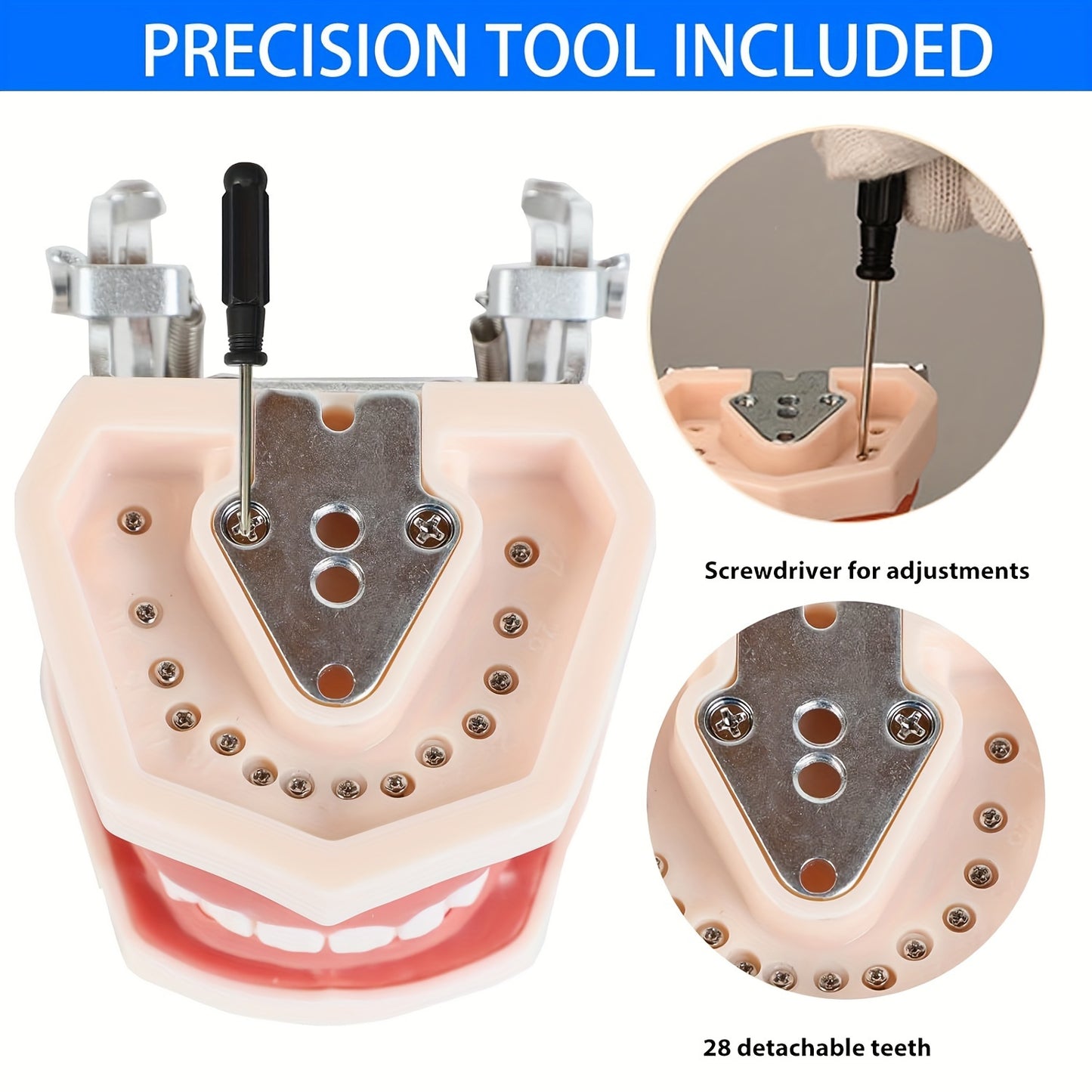 Дентальная учебная модель с съемными зубами и винтом, изготовленная из термопластичной резины с мягкими деснами для практики.