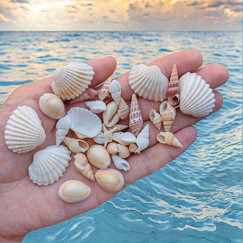 Seashell and conch mix for aquarium decor, DIY fish tank ornaments, and crafts.