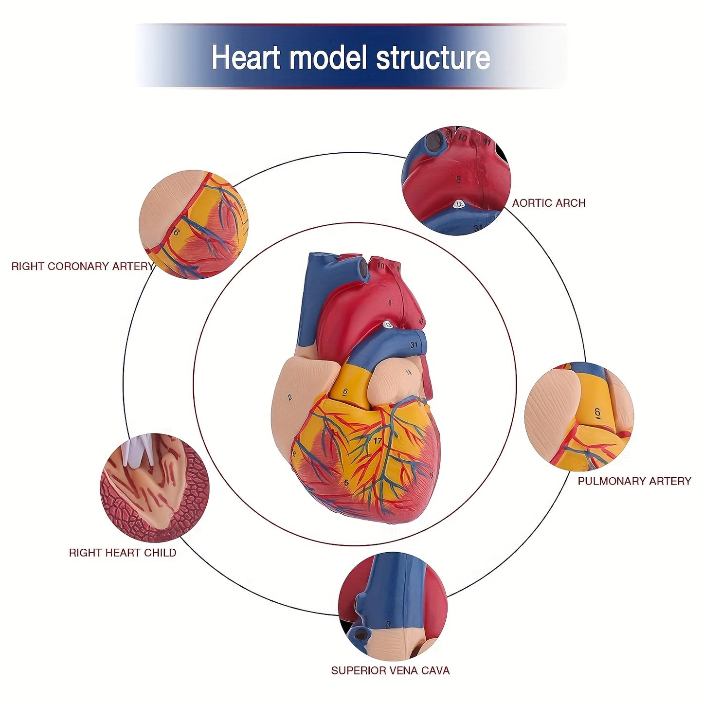 Деллюкс модель сердца в натуральную величину с 34 структурами, магнитным дизайном, настенным основанием и подробным руководством.