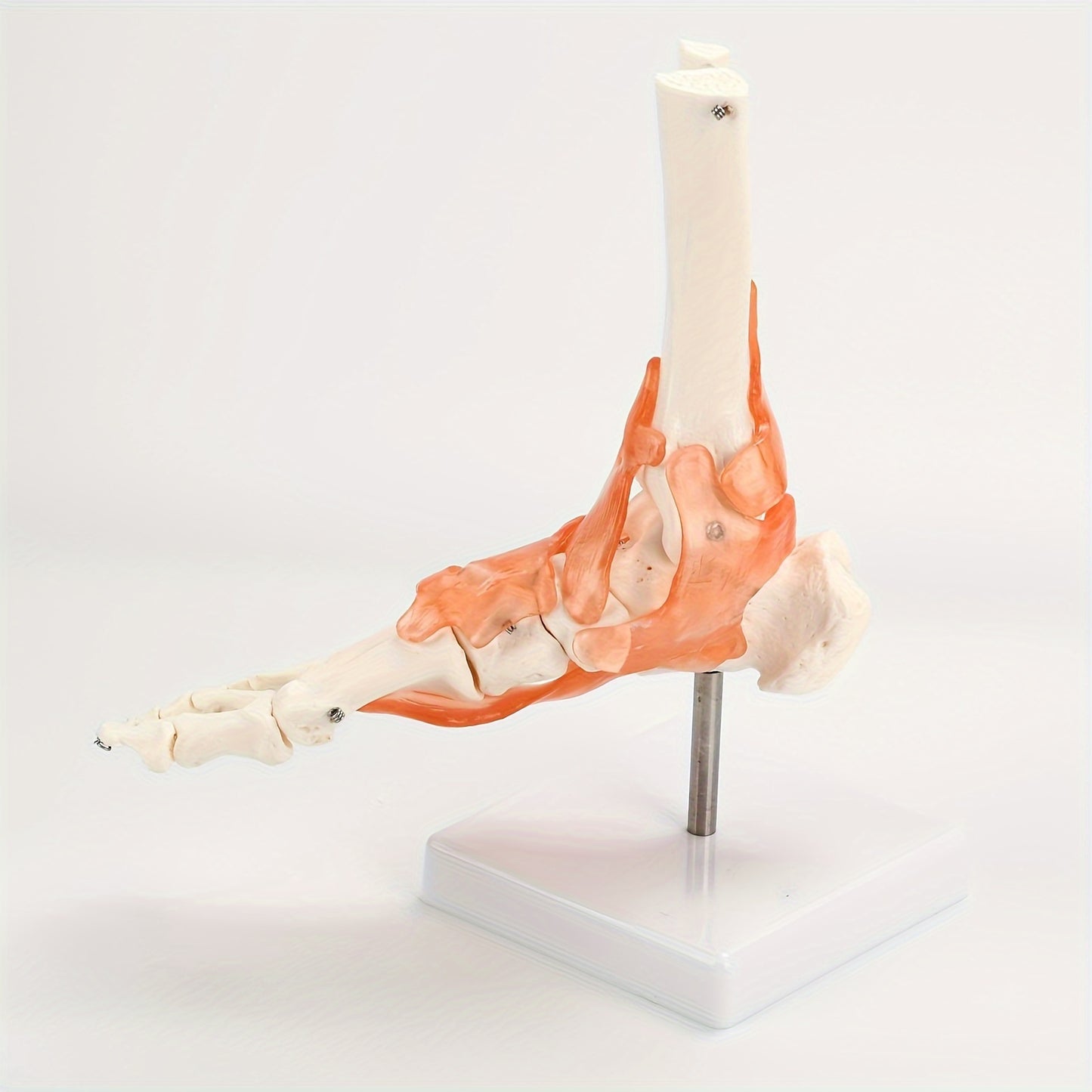 1pc Plastic Human Ankle Joint Model with Ligaments - 1:1 Scale, Chinese Medical Teaching Tool.