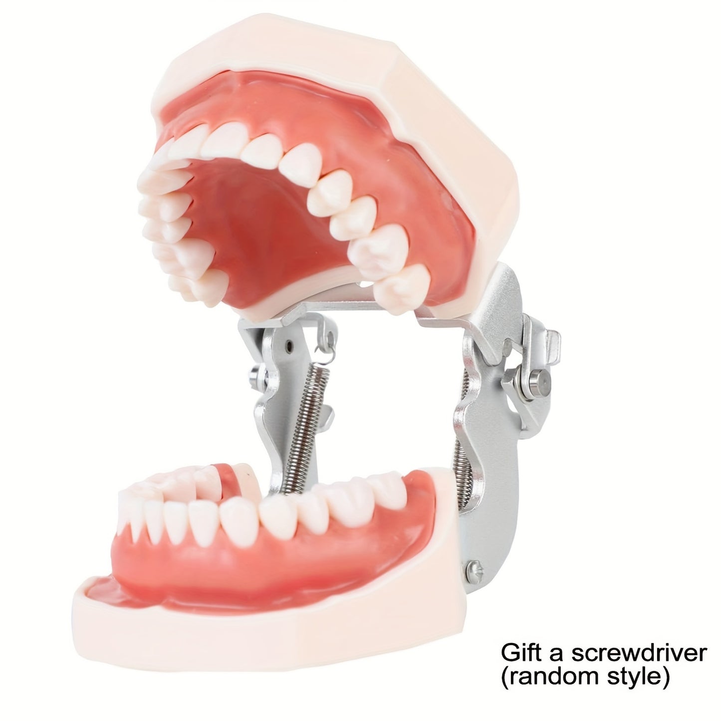 Дентальная учебная модель с съемными зубами и винтом, изготовленная из термопластичной резины с мягкими деснами для практики.