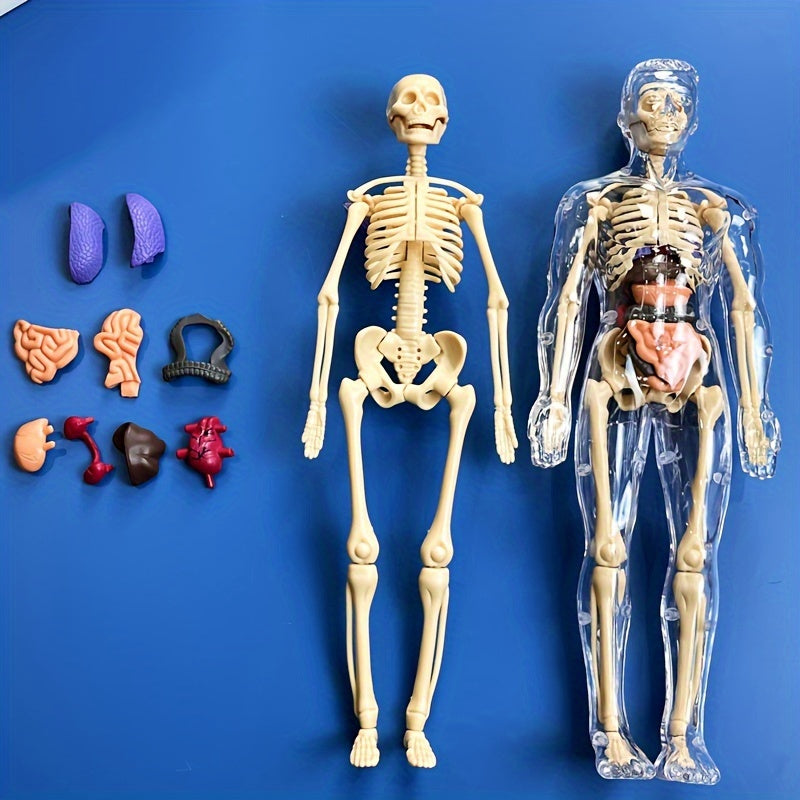 Educational human anatomy model kit with clear plastic skeleton and detachable organs. Includes English language instructions for science classroom use.