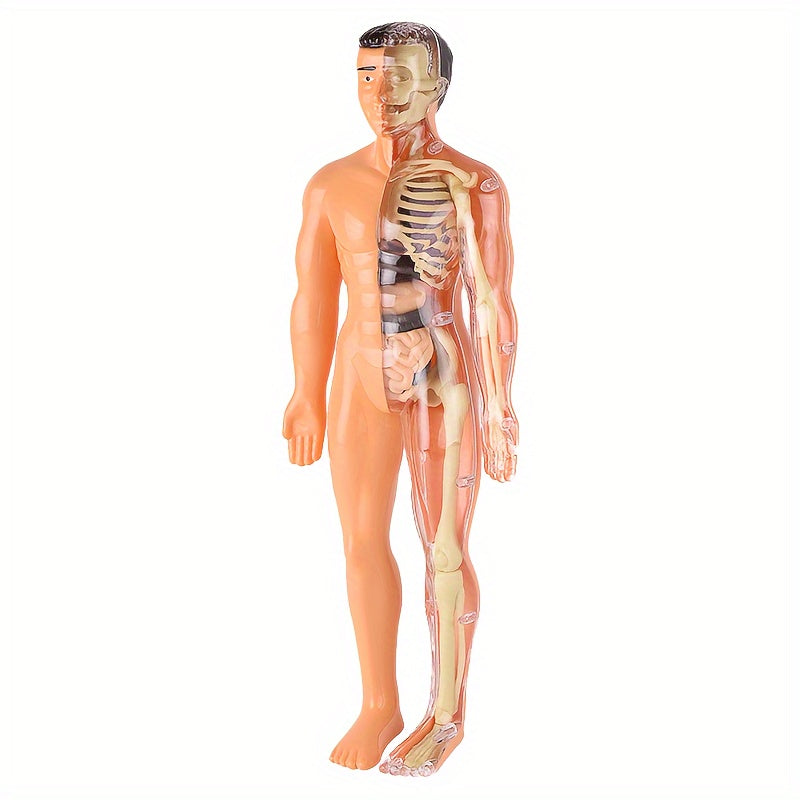 Children's 30-piece human anatomy model set with removable skeleton and torso. Educational STEM toy for kids and teens. Plastic anatomy kit is 27.94cm tall.