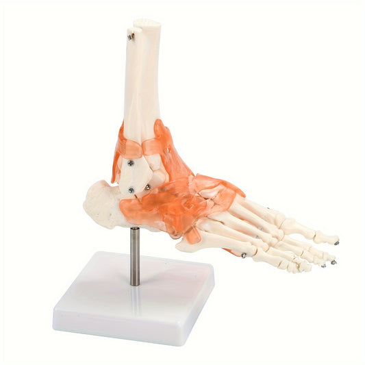 1pc Plastic Human Ankle Joint Model with Ligaments - 1:1 Scale, Chinese Medical Teaching Tool.