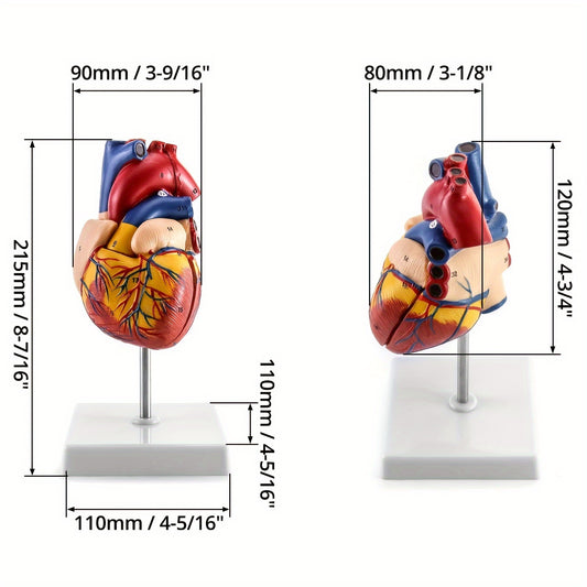 Anatomically accurate human heart model with 34 structures, real size.