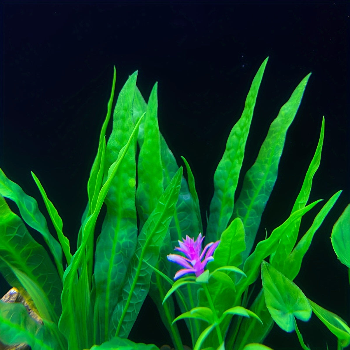 10pcs green plastic plants for fish tank decoration.