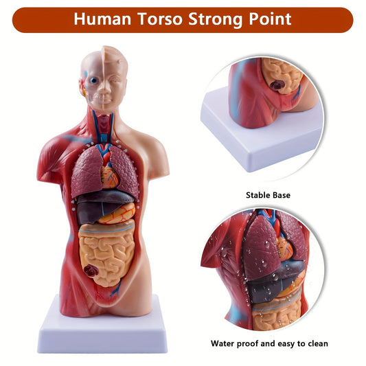 Human anatomy model with detachable organs, 26.67cm tall. Made of durable PVC material. Perfect for medical students and educational displays.