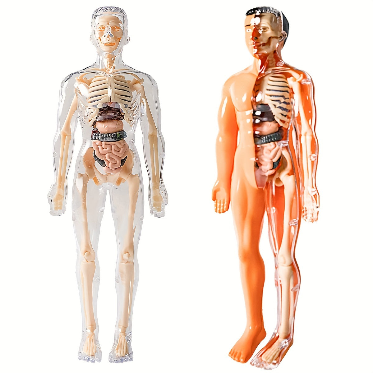 Educational human anatomy model kit with clear plastic skeleton and detachable organs. Includes English language instructions for science classroom use.