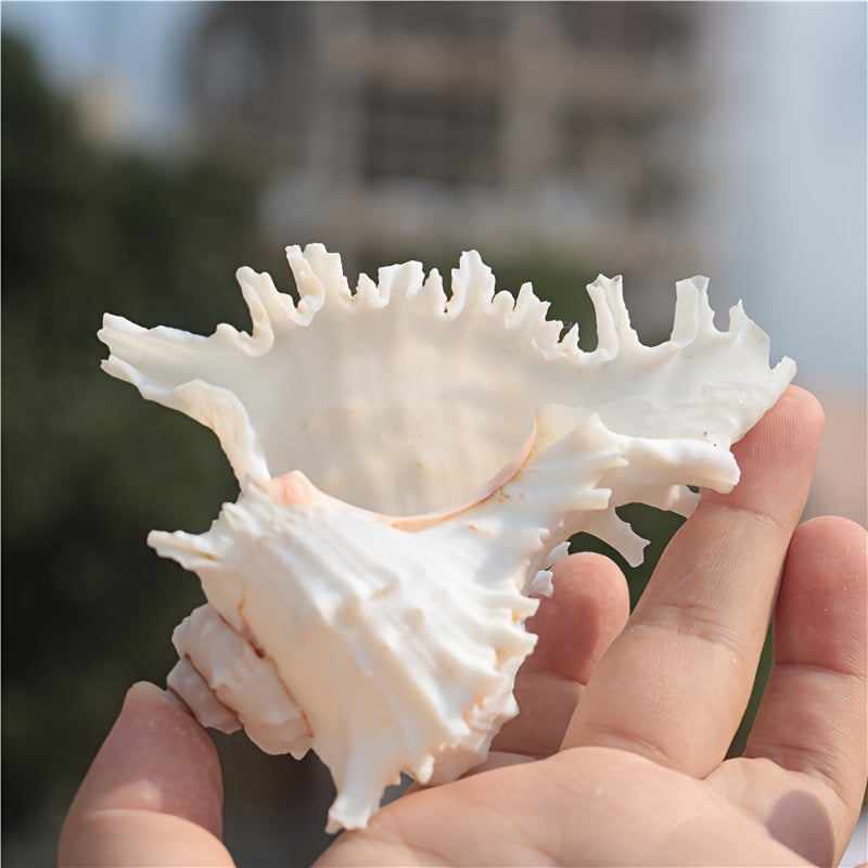 Mediterranean style small aquarium ornament made from natural conch shell and snail chrysanthemum design; Thousand-Handed Snail Chrysanthemum Snail Conch Shell Aquarium Decoration