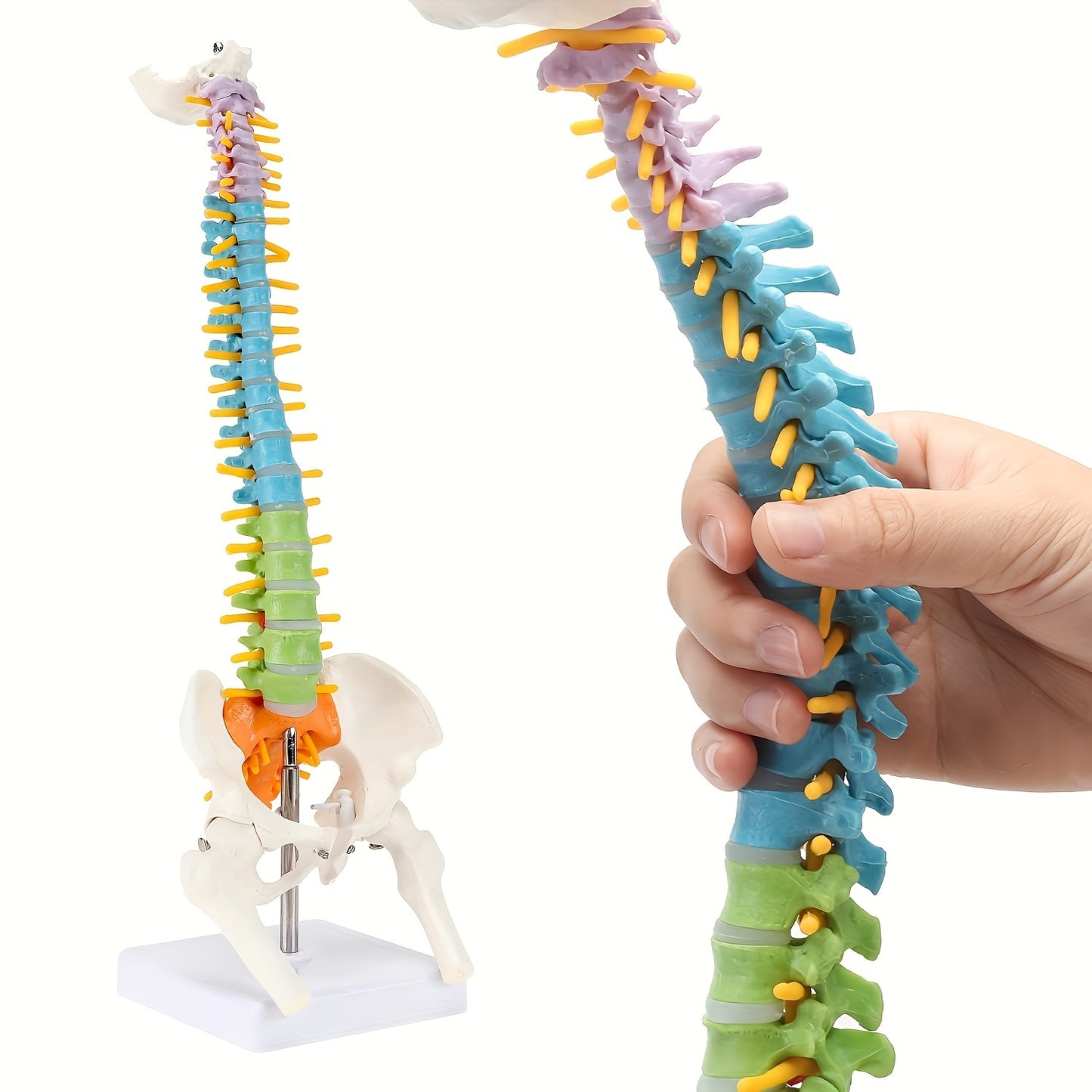 Full-size colored spinal model made of flexible PVC for medical and art studies.