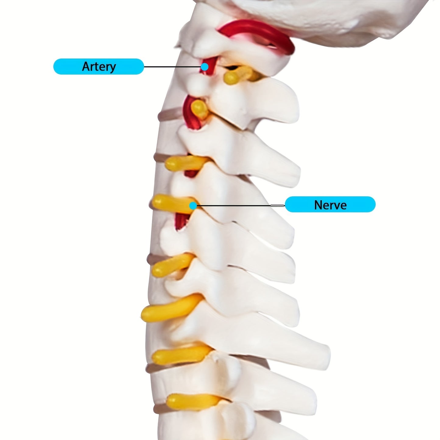 Мини 43,18 см Модель анатомии человеческого позвоночника с нервами и позвонками на подставке для медицинского использования
