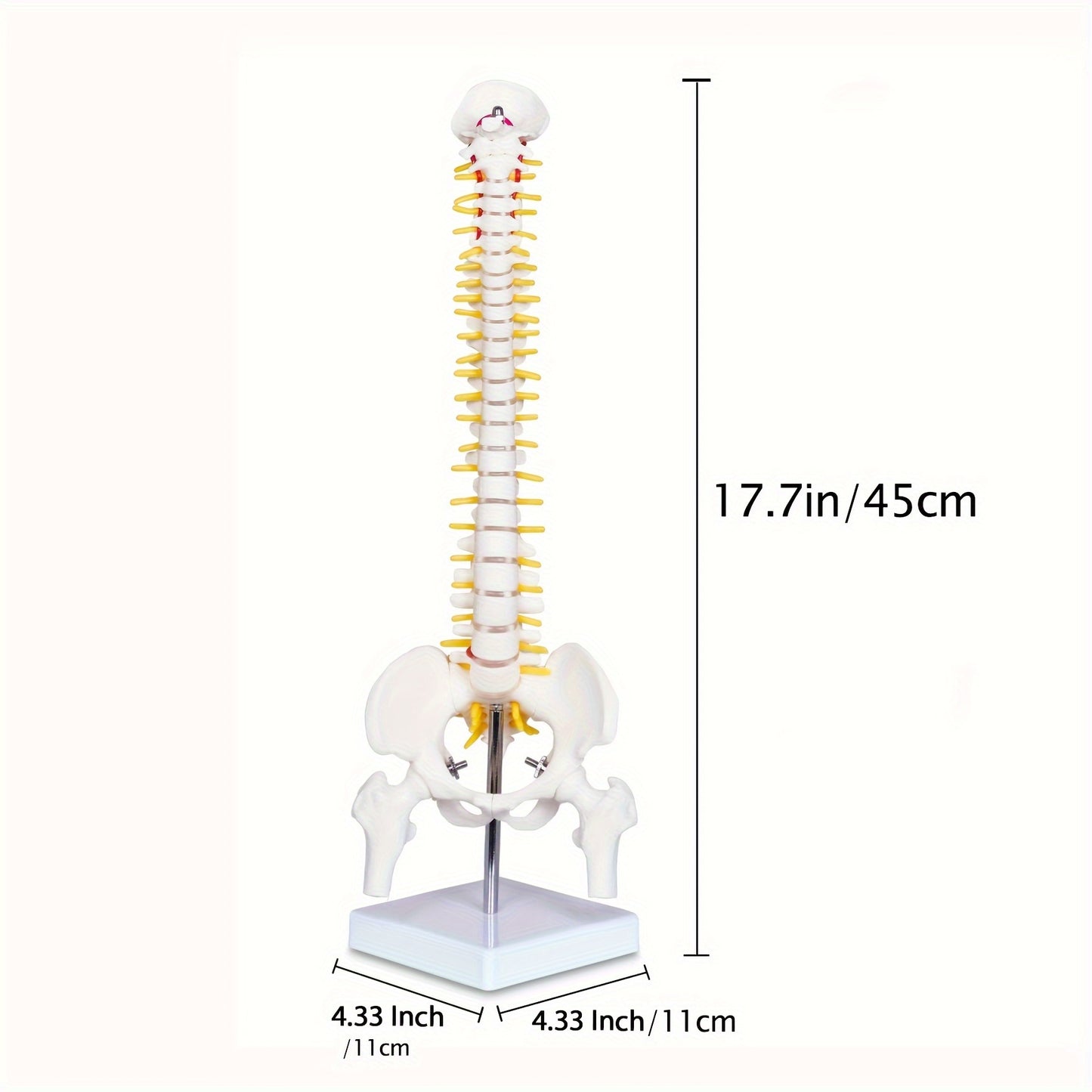Мини 43,18 см Модель анатомии человеческого позвоночника с нервами и позвонками на подставке для медицинского использования