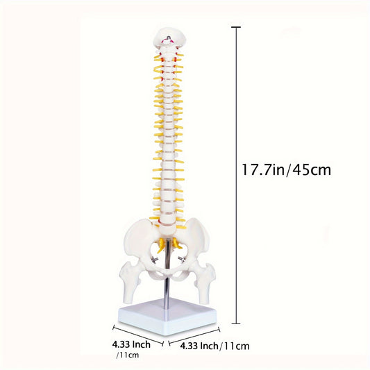 Мини 43,18 см Модель анатомии человеческого позвоночника с нервами и позвонками на подставке для медицинского использования
