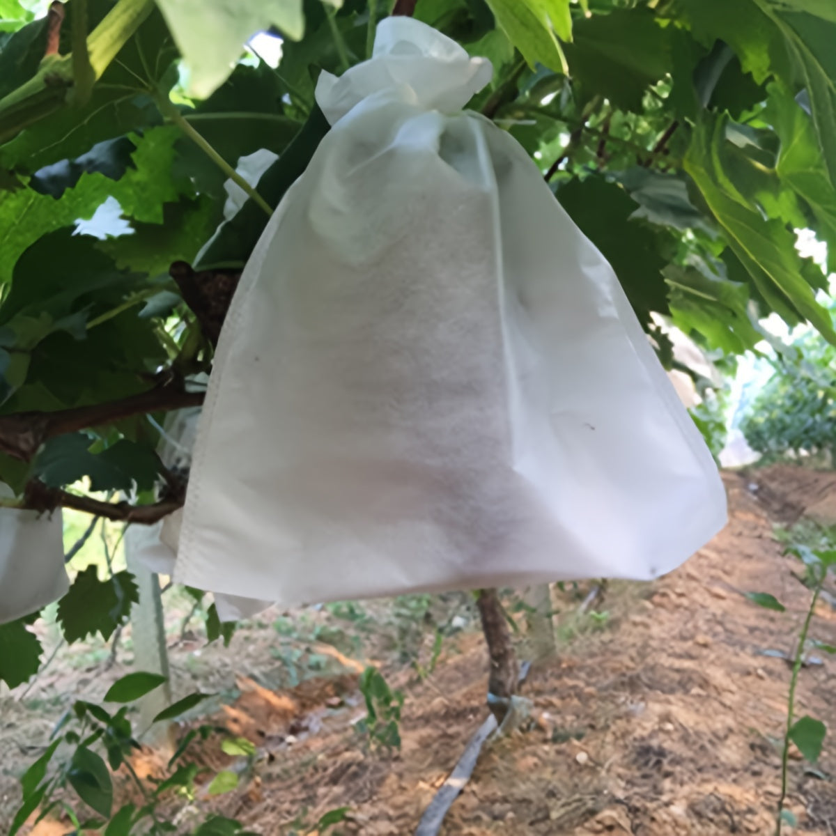 Protect your garden plants from insects and birds with 100 drawstring fruit protection bags. These mesh covers are a barrier for grapes, mangoes, and vegetables, and do not require