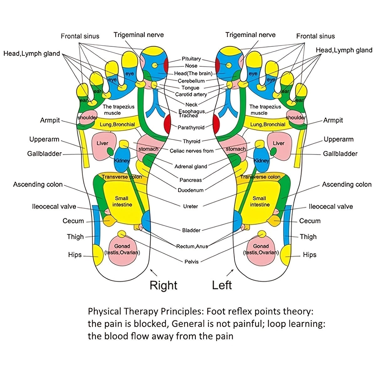 1 piece Acupressure Foot Massager Mat with Colorful Acupoint Stickers for Health and Wellness.