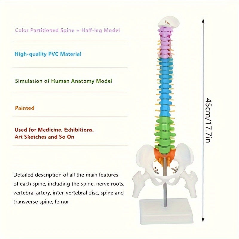 Full-size colored spinal model made of flexible PVC for medical and art studies.