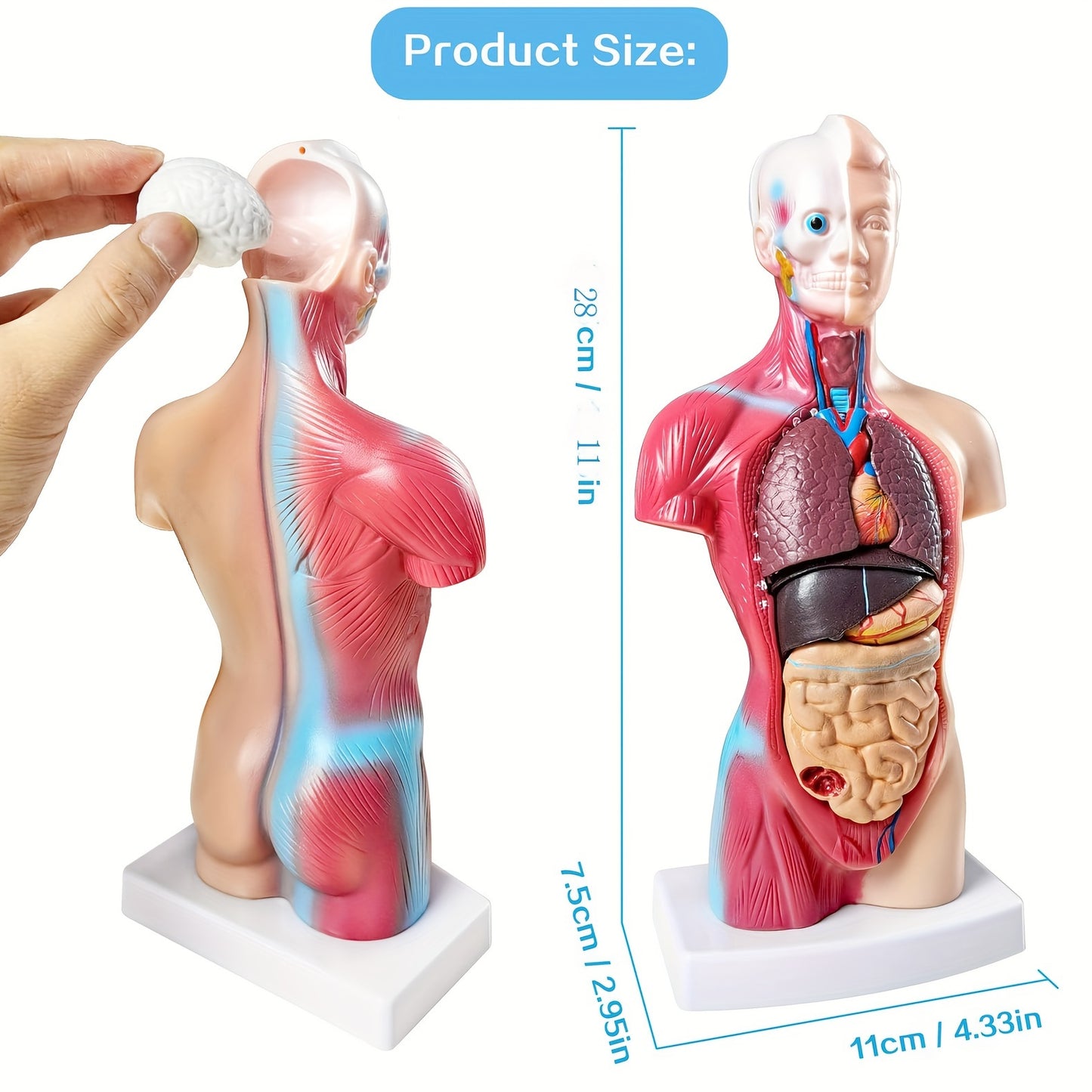 Human anatomy model with detachable organs, 26.67cm tall. Made of durable PVC material. Perfect for medical students and educational displays.