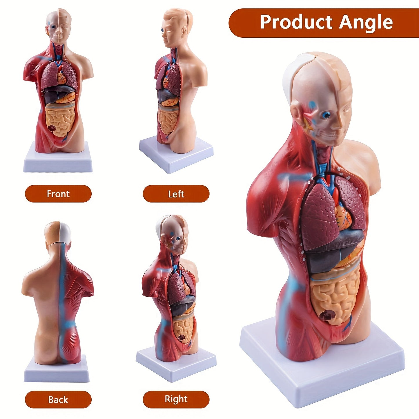 Human anatomy model with detachable organs, 26.67cm tall. Made of durable PVC material. Perfect for medical students and educational displays.