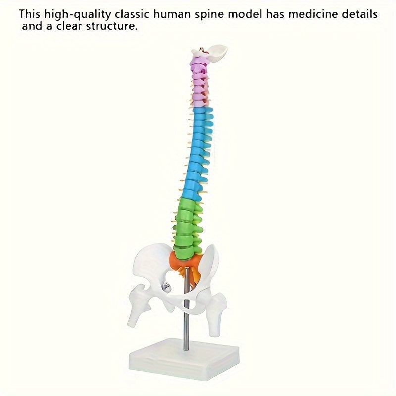 Full-size colored spinal model made of flexible PVC for medical and art studies.