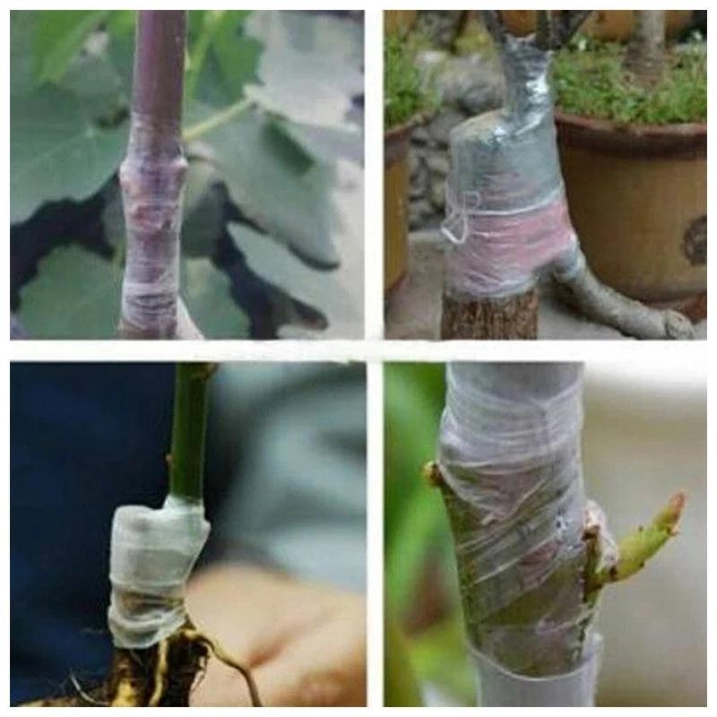 2cm wide PE grafting tape film for plants, self-adhesive and stretchable plastic. Ideal for garden trees, seedlings, vines, tomatoes, and other grafting needs.