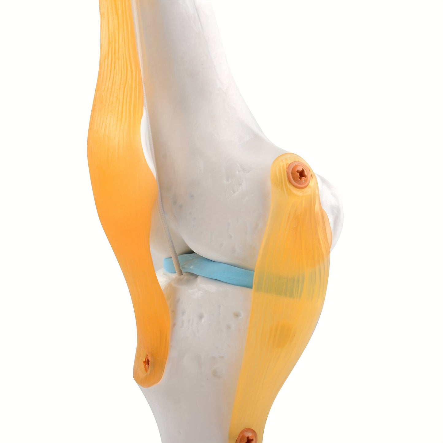 Life size, lightweight knee joint model with ligaments for anatomy education and patient understanding.