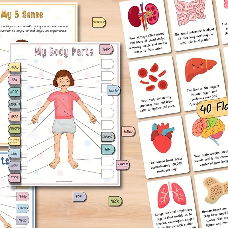 1pc Human Anatomy Busy Book - Interactive Organ Matching Activity, Educational Birthday Gift for All Ages, Quiet Travel Edition