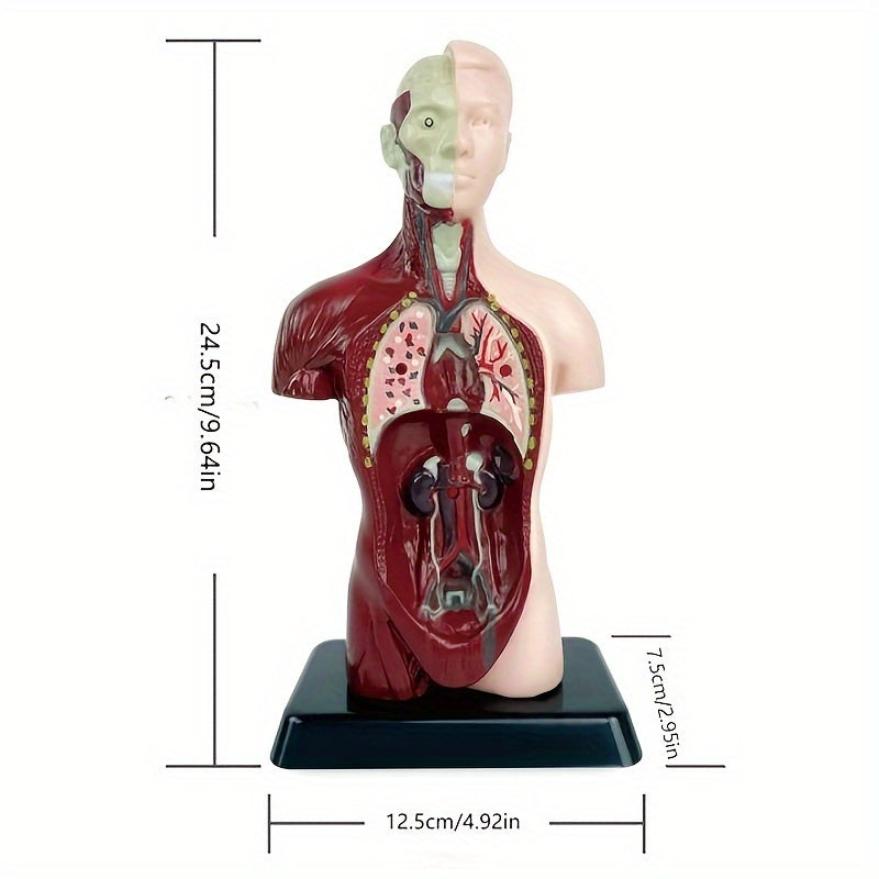 Skeleton model kit for STEM education and anatomy learning with organ assembly bone construction.