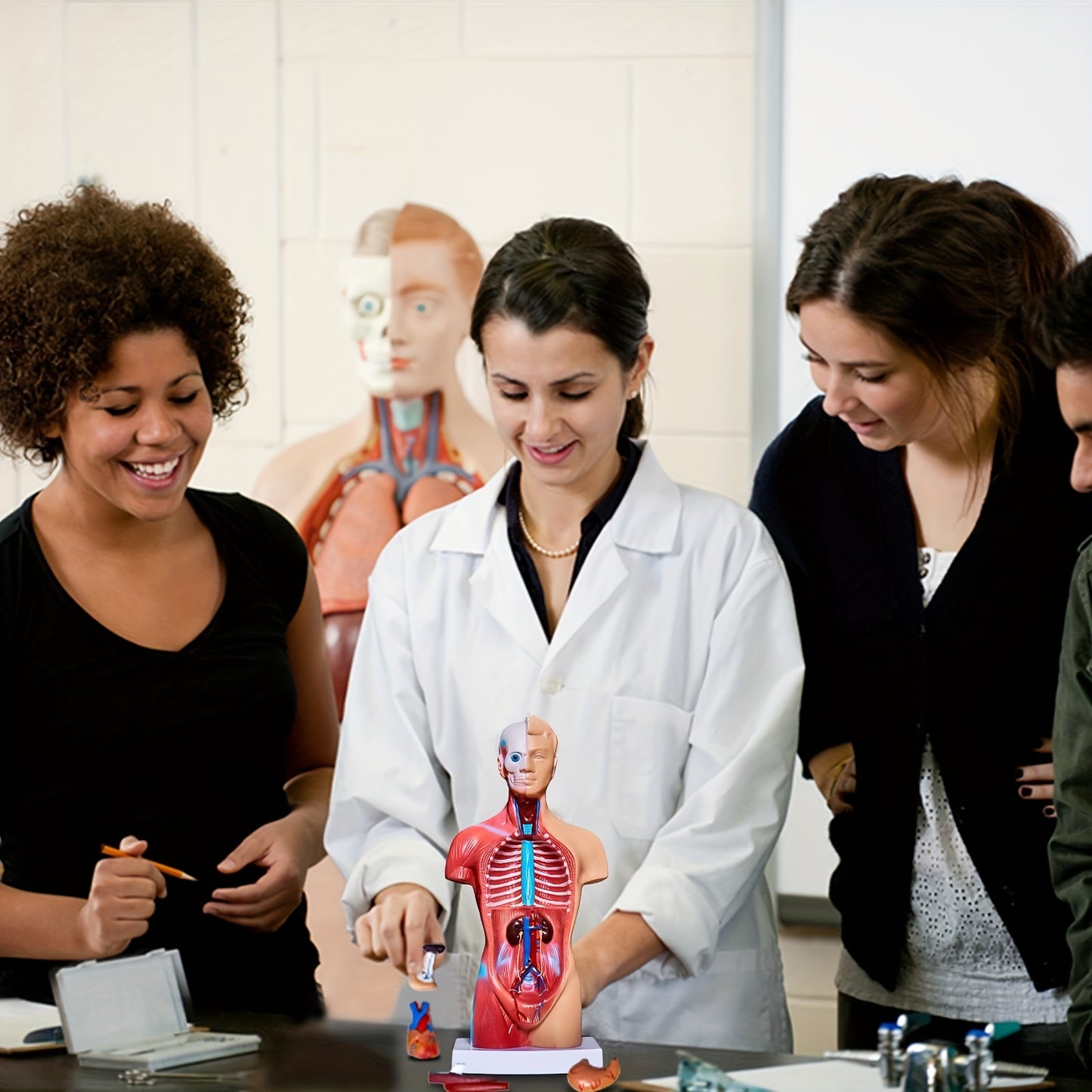 Human anatomy model with detachable organs, 26.67cm tall. Made of durable PVC material. Perfect for medical students and educational displays.