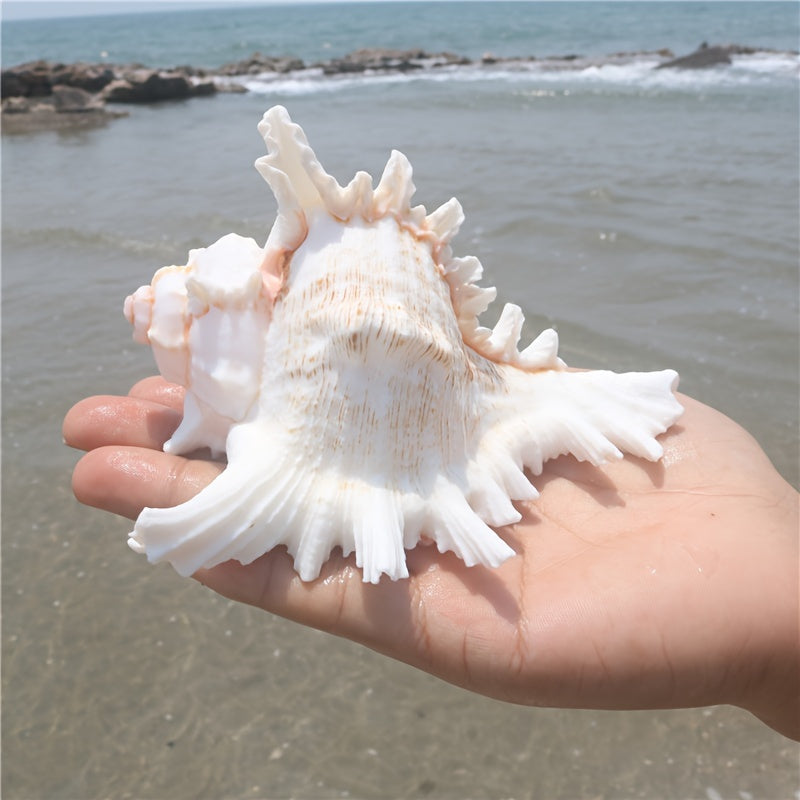 Mediterranean style small aquarium ornament made from natural conch shell and snail chrysanthemum design; Thousand-Handed Snail Chrysanthemum Snail Conch Shell Aquarium Decoration