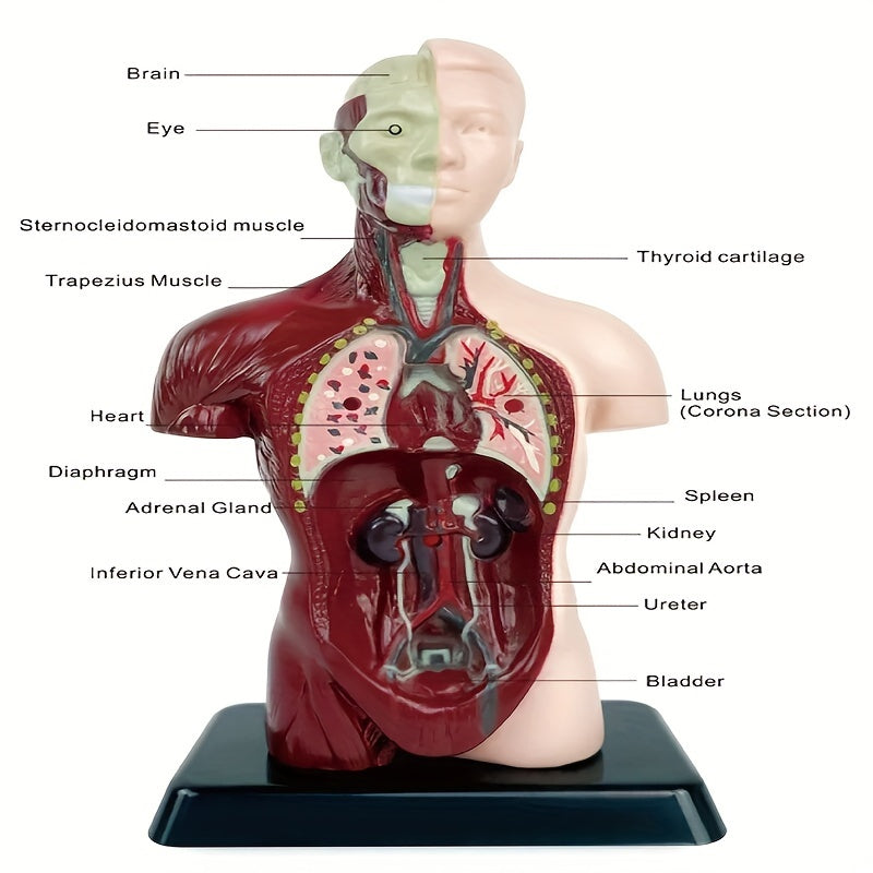 Skeleton model kit for STEM education and anatomy learning with organ assembly bone construction.