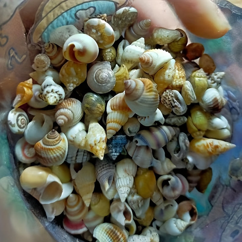 Assorted sizes 0.6cm-1.2cm Natural Conch Shells, 100/300/600pcs for aquariums, suitable for various fish species