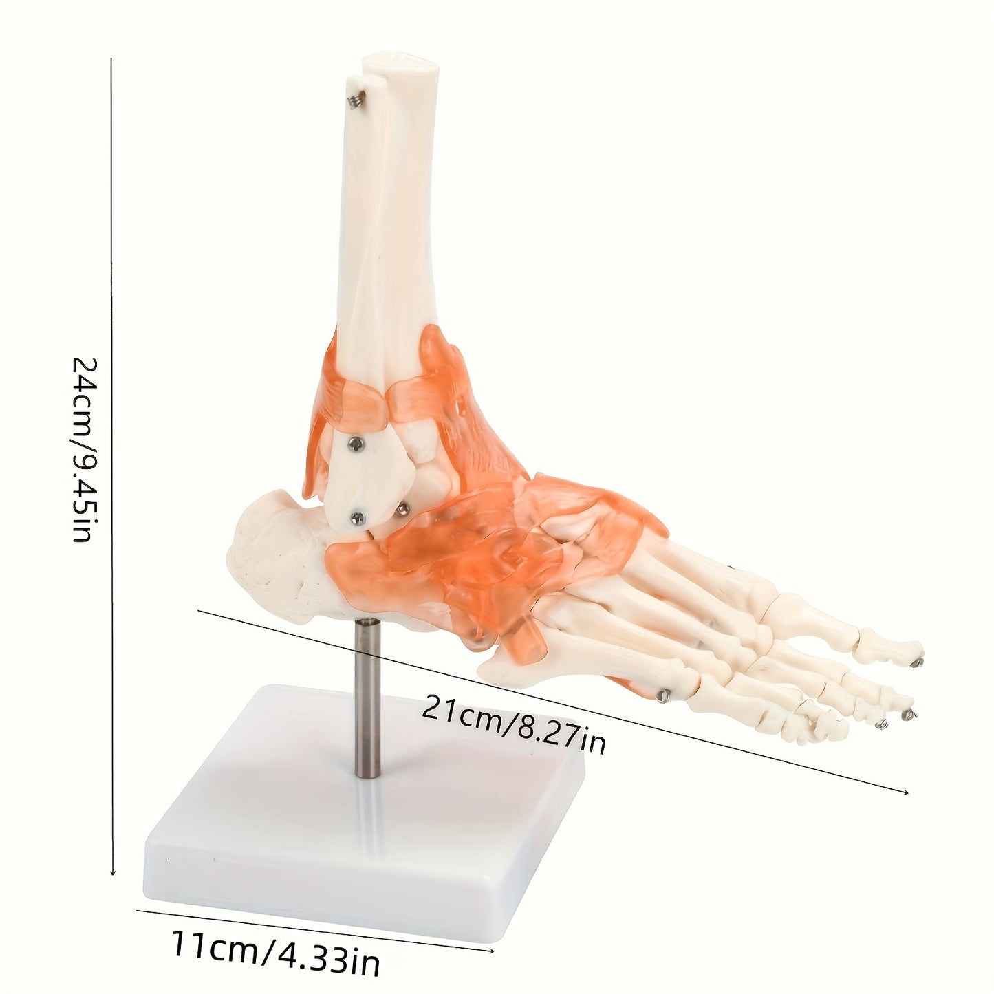 1pc Plastic Human Ankle Joint Model with Ligaments - 1:1 Scale, Chinese Medical Teaching Tool.