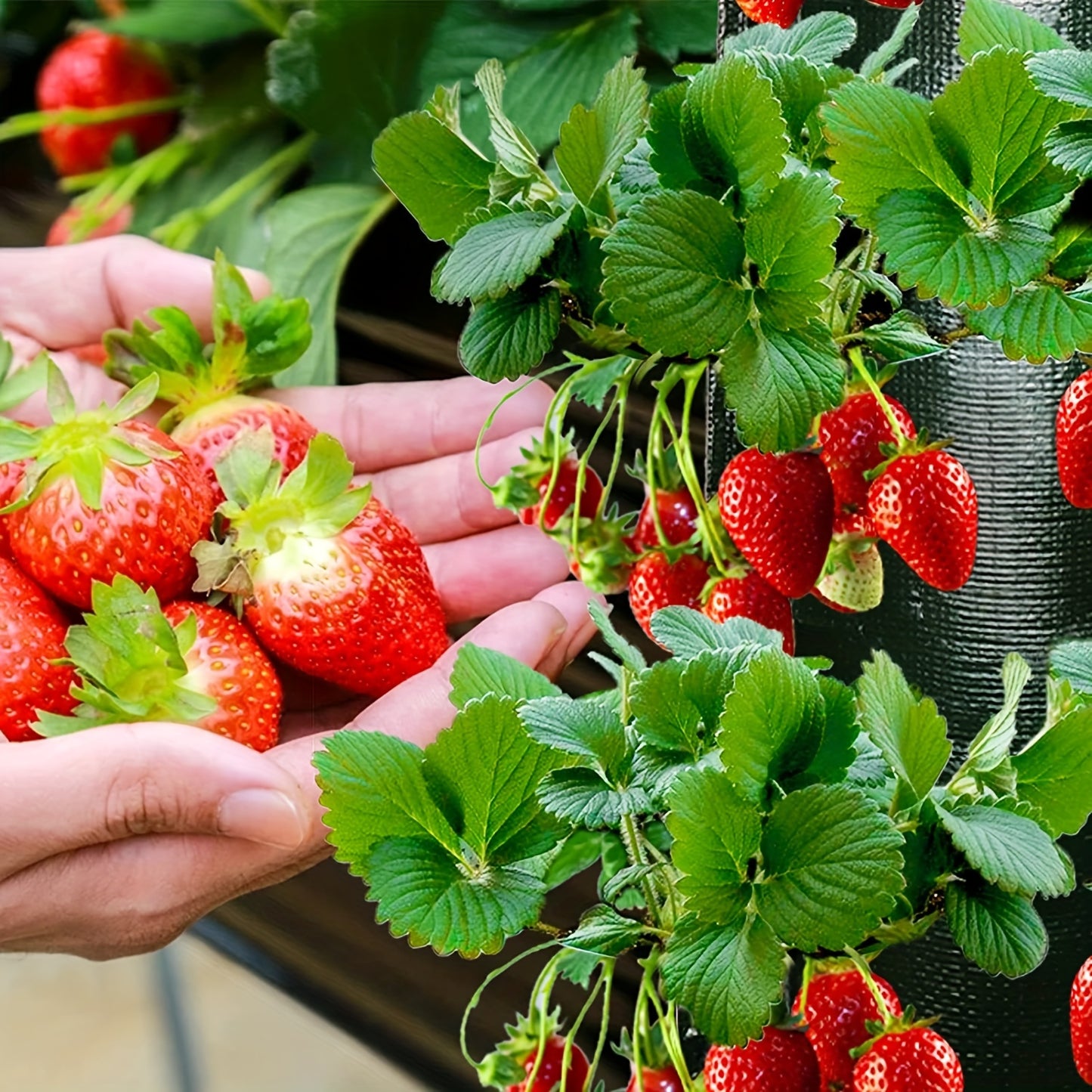 1 Pack, Vertical Hanging Strawberry Planter Bag with Multiple Pockets for various plants, made of durable non-woven material in green color, measuring 59.94cm in length and with drainage