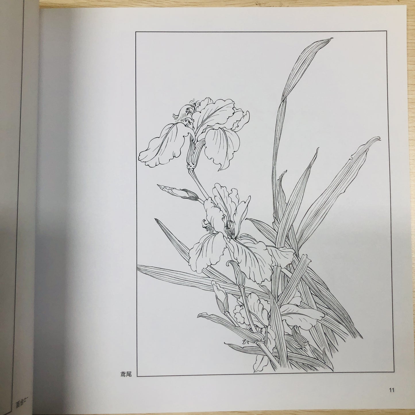 Chinese Painting Techniques Series featuring Fresh Flowers, Practical White Sketch Drafts, Calligraphy and Painting, Still Life, Art & Photography. Beginner's Guide in Simplified Chinese