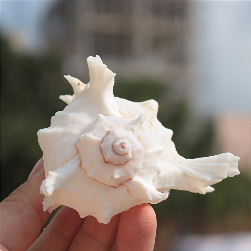 Mediterranean style small aquarium ornament made from natural conch shell and snail chrysanthemum design; Thousand-Handed Snail Chrysanthemum Snail Conch Shell Aquarium Decoration