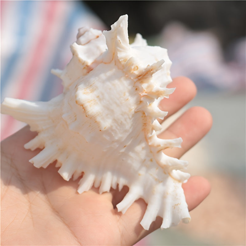 Mediterranean style small aquarium ornament made from natural conch shell and snail chrysanthemum design; Thousand-Handed Snail Chrysanthemum Snail Conch Shell Aquarium Decoration